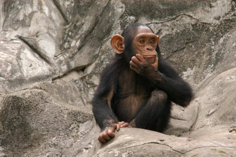 bildheizung nach ihren wuenschen, schimpanse